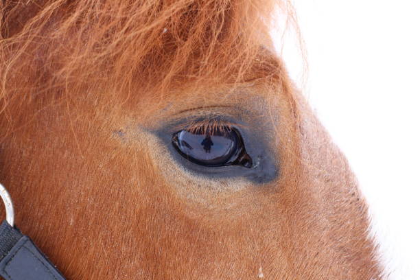 Frozen Horse Nose close up on winter background.