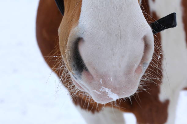 istock Frozen Horse Nose close up on winter background. 1133625670