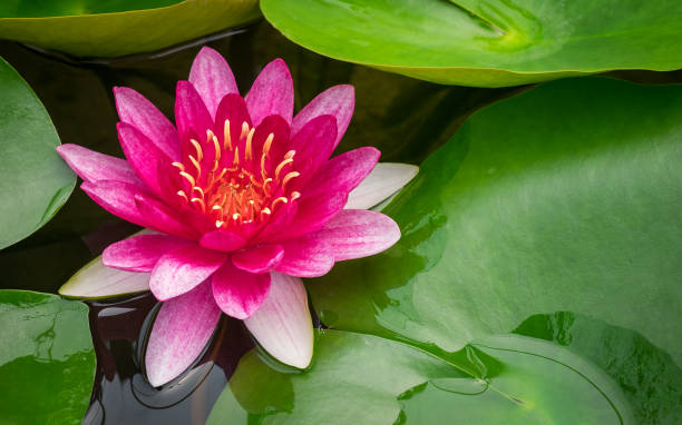 istock pink lotus flower and plant 1133627360