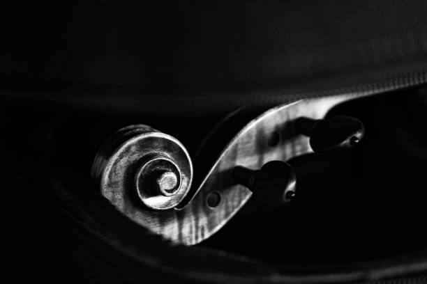 Violin player violinist close up isolated on black background