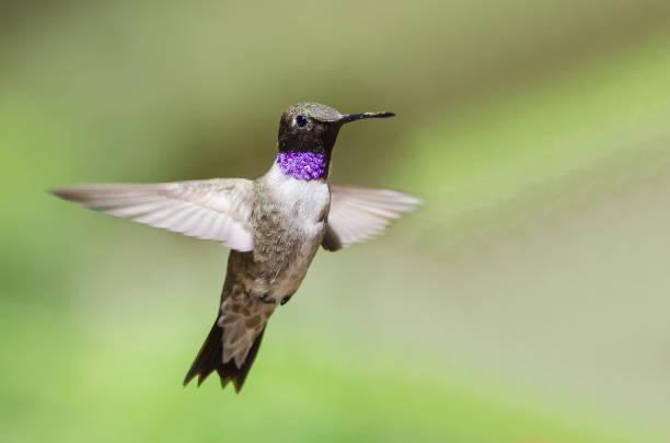 istock Black-Chinned Hummingbird with Throat Aglow While Hovering in Flight 1133627762