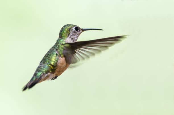 istock Adorable Little Rufous Hummingbird Hovering in Flight Deep in the Forest 1133628360
