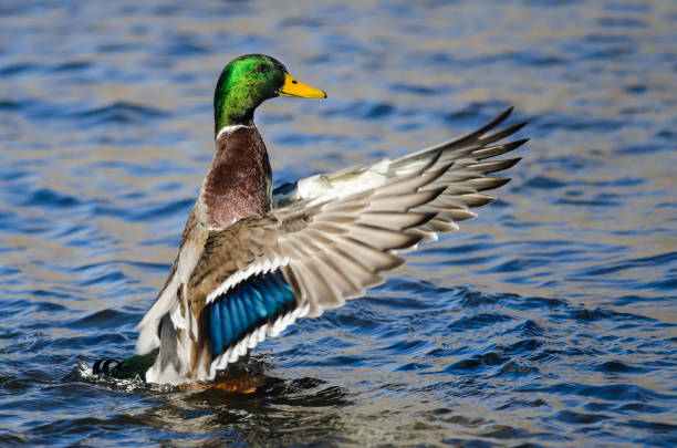 istock Mallard Duck Stretching Its Wings While Resting on the Water 1133628843