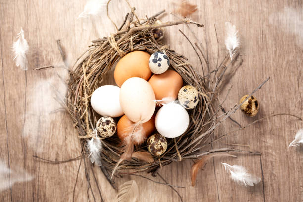 istock eggs of different birds in rustic in nest 1133629036