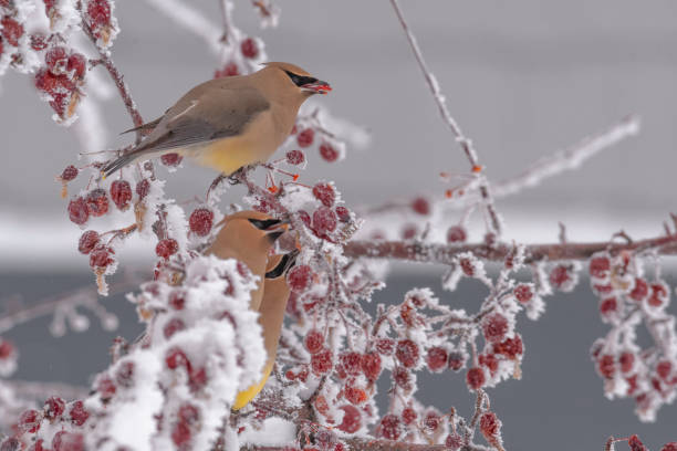 Yellow cedar waxwings with white snow covering red berries