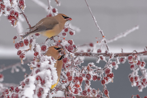 Yellow cedar waxwings with white snow covering red berries