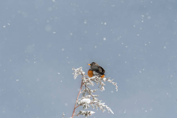 istock Single robin sitting on top of a pine tree with snow flakes falling 1133629207