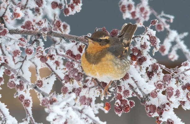 istock Varied thrush perched on branches of mountain ash in the winter 1133629216