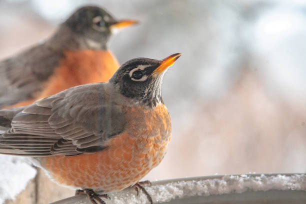istock Two American robins perched on a bird feeder 1133629228