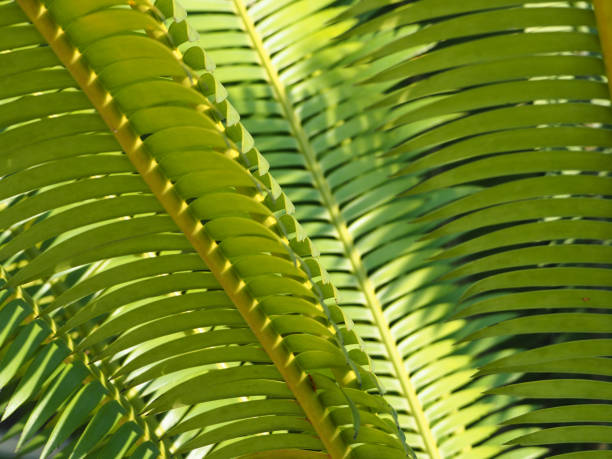 istock Green Palm Leaves 06 1133629260