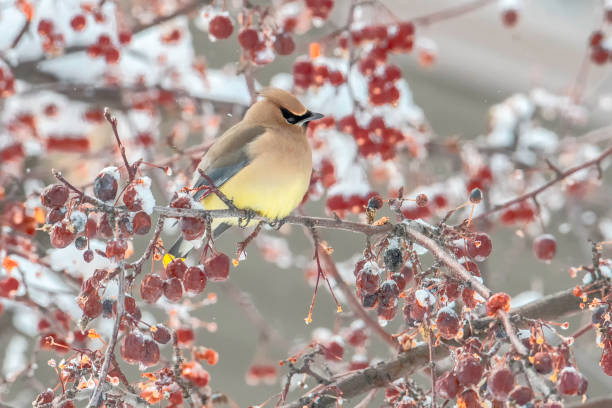 Close up of one cedar waxwing perched on mountain ash tree surrounded by snow covered red berries Winter portrait of cedar waxwing on Rowan Tree cedar waxwing stock pictures, royalty-free photos & images