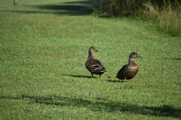 istock Two small Brown ducks in green grass field 1133629666