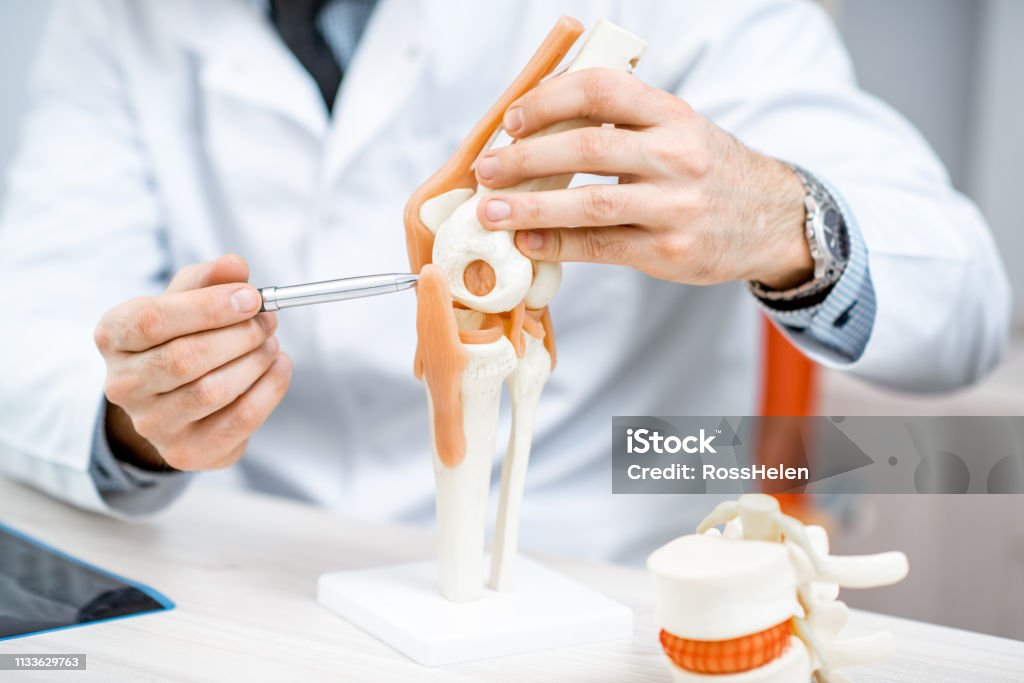 Therapeutin zeigt Kniegelenk-Modell - Lizenzfrei Orthopädie Stock-Foto