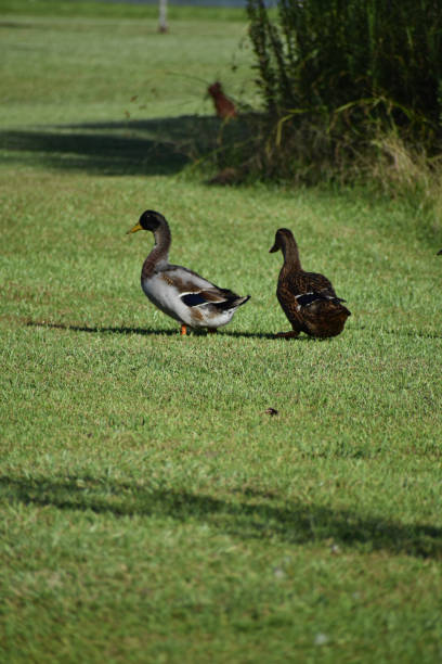 istock Mallard and duck in green grass near pond 1133629892