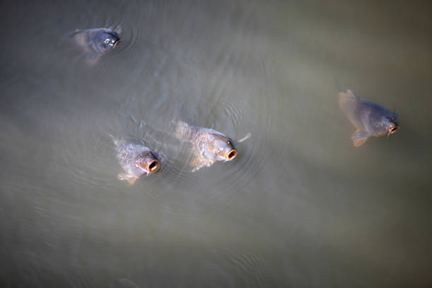 Large carp swim with their mouths open in the murky waters of the pond