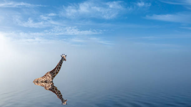 istock Giraffe taking a bath in lake with peaceful fog. 1133630541