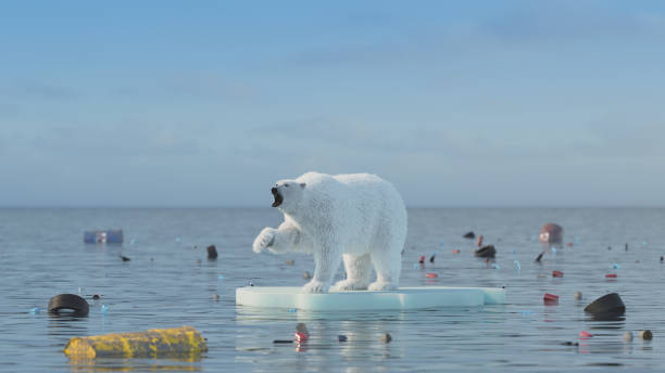 concetto di riscaldamento globale dell'orso polare - polar bear endangered species bear arctic foto e immagini stock