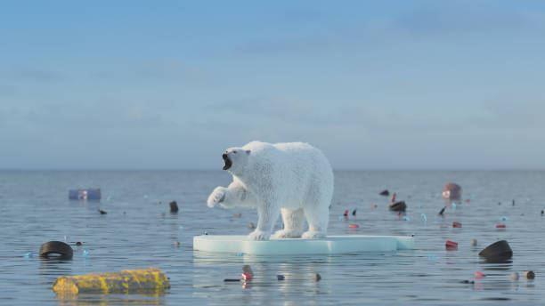 conceito do aquecimento global do urso polar - polar bear arctic animal snow - fotografias e filmes do acervo