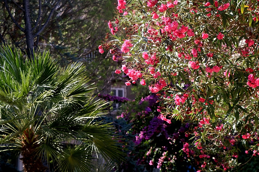 Beautiful nerium flowers in Mediterranean park. Selective focus.