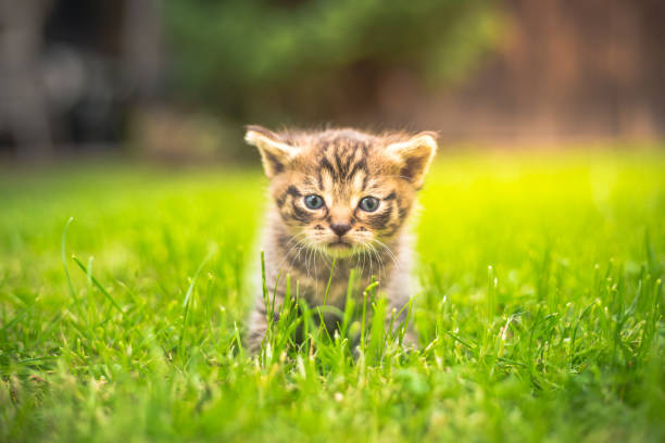 istock Cute Kitten in the garden in the grass 1133631252