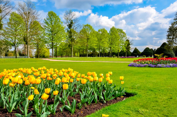 Spring tulips in Hampton Court garden, London, UK Spring tulips in Hampton Court garden, London, UK hampton court stock pictures, royalty-free photos & images