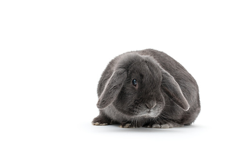 Dwarf Rabbit Background Dwarf Rabbit On A White Background Stock Photo - Download Image Now ...