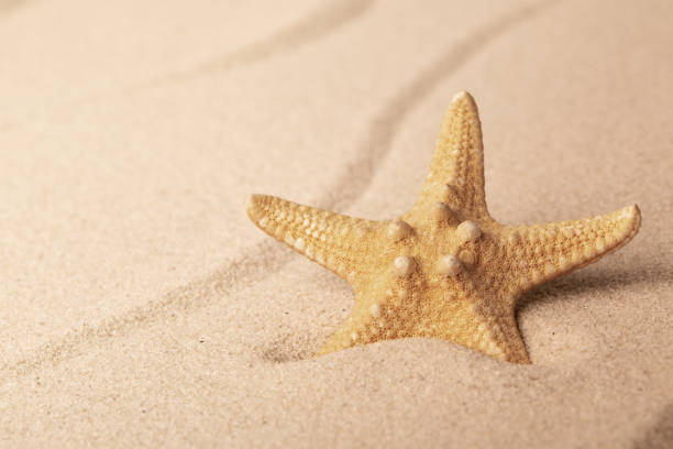 istock starfish on sandy beach. One single seastar on rippled sand 1133633212