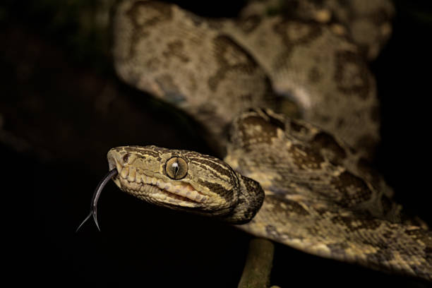 istock tropical snake, tree boa Corallus hortulanus a serpent 1133633330