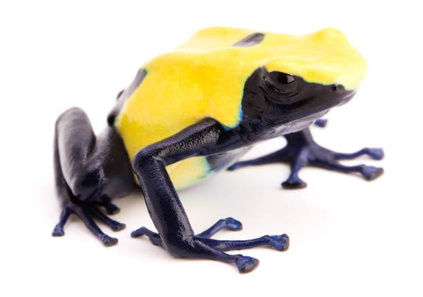 istock Dendrobates tinctorius, citronella, yellow and blue poison dart frog 1133633332