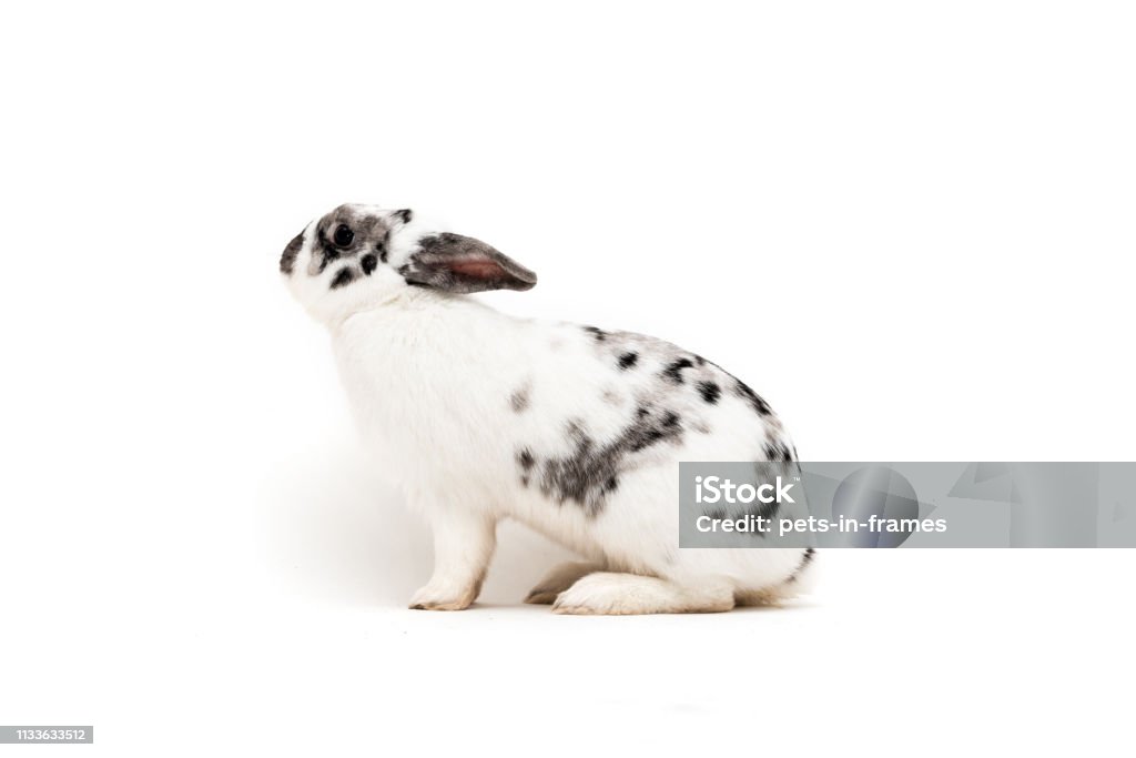 White Background I'll Rabbit Domestic Rabbit On A White Background Stock Photo - Download Image Now ...