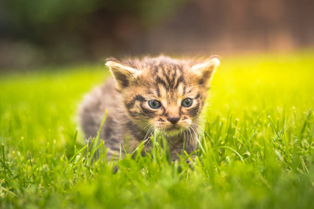 istock Cute Kitten in the garden in the grass 1133634700