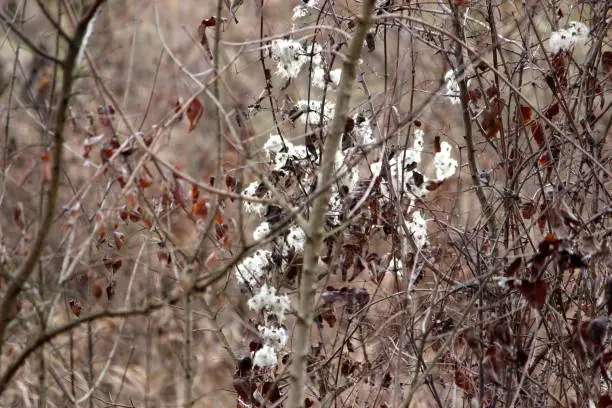 like cotton wool, fluffy structures hang on branches in winter