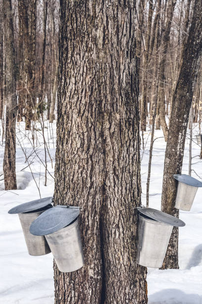 istock Maple syrup production season 1133635241