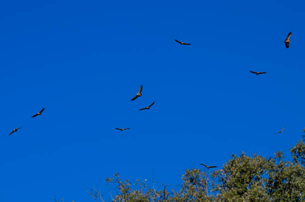 istock Group of Buitres_Spain 1133635255