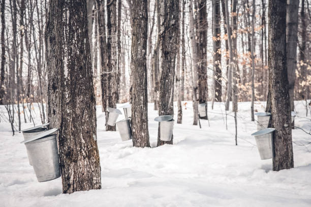 maple syrup production in quebec - nobody maple tree deciduous tree tree imagens e fotografias de stock