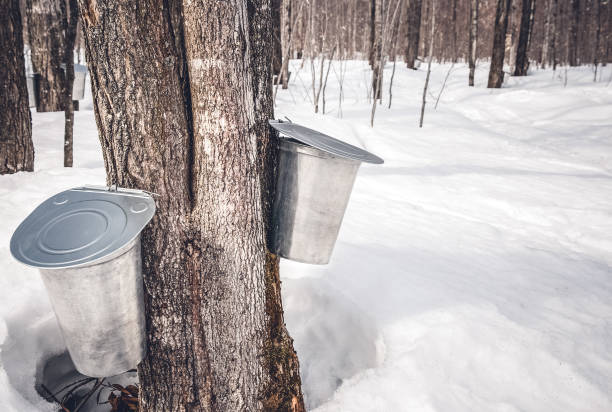 istock Collecting sap from trees to produce maple syrup 1133635857