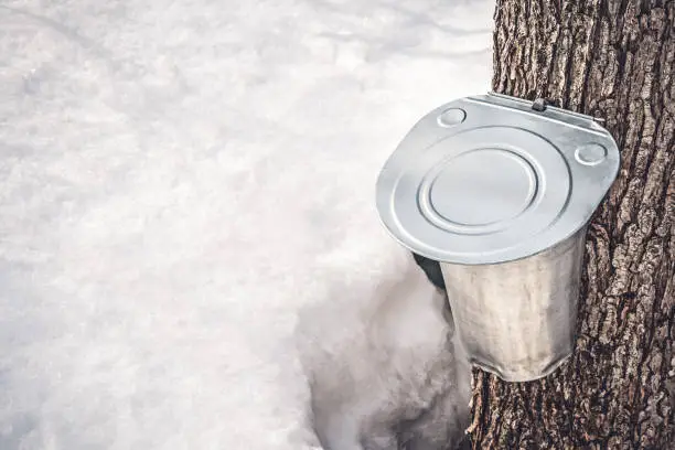 Metal pail attached to a tree to collect maple sap, with snow melting around.  Maple syrup production in Quebec, Canada.