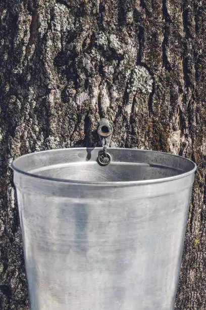 Metal pail attached to a maple tree to collect sap. Maple syrup production in Quebec.