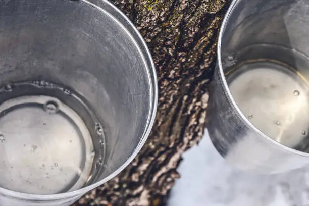 Maple syrup production. Buckets with maple sap collected from trees.