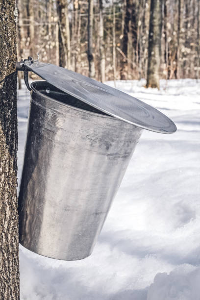 istock Metal bucket on a tree collecting maple sap 1133636152