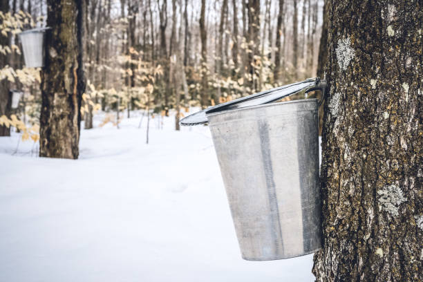 istock Maple sap dripping into a metal pail 1133636204