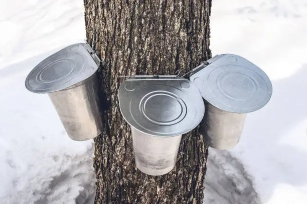 Three pails attached to a maple tree to collect sap. Maple syrup production, springtime in Quebec.