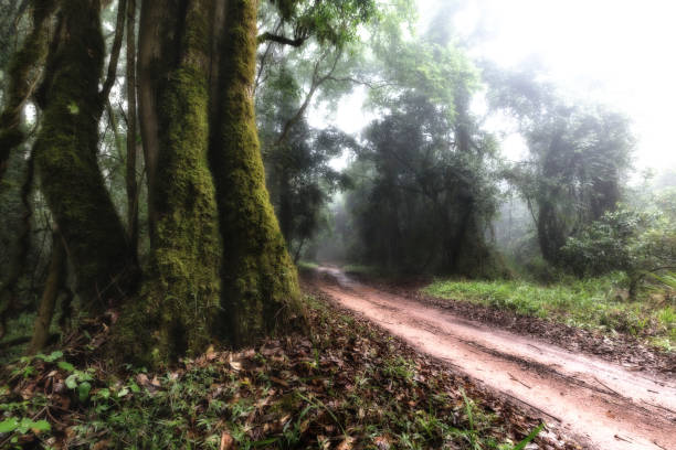 istock Dirt track running past an old tree in a mist covered forest in artistic conversion 1133636802