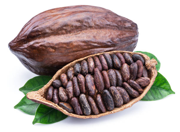 istock Cocoa pods and cocoa beans. 1133636986