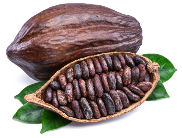 istock Cocoa pods and cocoa beans - chocolate basis. 1133638003
