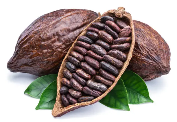 Cocoa pods and cocoa beans - chocolate basis on a white background.