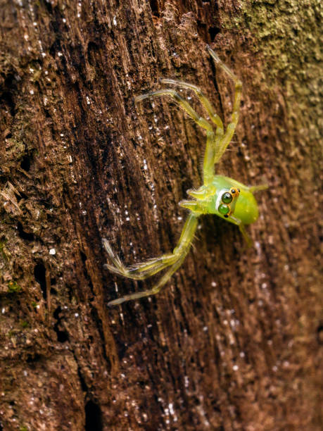 rare spcious spider with wide eyes. - white animal eye arachnid australia imagens e fotografias de stock