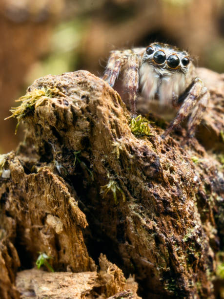 the king spider - white animal eye arachnid australia imagens e fotografias de stock