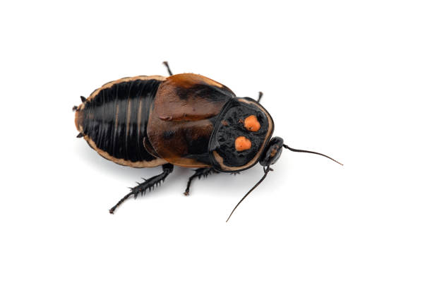 istock Giant cockroach isolated on white background 1133638556