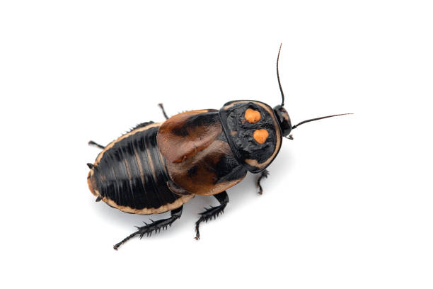istock Giant cockroach isolated on white background 1133638557